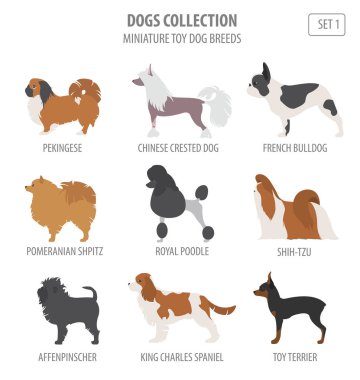 Minyatür oyuncak köpek ırkları beyaz izole koleksiyonu. Düz styl
