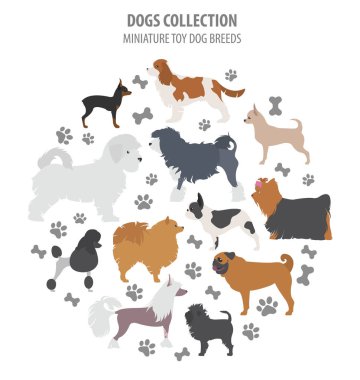 Minyatür oyuncak köpek ırkları beyaz izole koleksiyonu. Düz styl