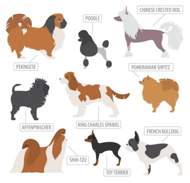 Minyatür oyuncak köpek ırkları beyaz izole koleksiyonu. Düz styl