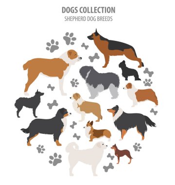 Shepherd dog breeds, sheepdogs collection isolated on white. Fla clipart