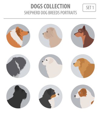 Çoban köpeği ırkları, üzerinde beyaz izole sheepdogs koleksiyon. FLA