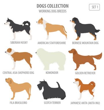 (İzlerken) çalışma köpek doğurmak koleksiyonu üzerinde beyaz izole. Düz