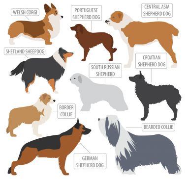 Çoban köpeği ırkları, üzerinde beyaz izole sheepdogs koleksiyon. FLA