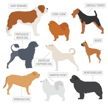 (İzlerken) çalışma köpek doğurmak koleksiyonu üzerinde beyaz izole. Düz