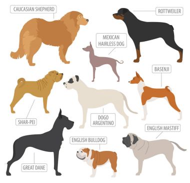 (İzlerken) çalışma köpek doğurmak koleksiyonu üzerinde beyaz izole. Düz