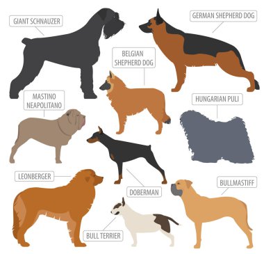 (İzlerken) çalışma köpek doğurmak koleksiyonu üzerinde beyaz izole. Düz
