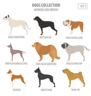 (İzlerken) çalışma köpek doğurmak koleksiyonu üzerinde beyaz izole. Düz