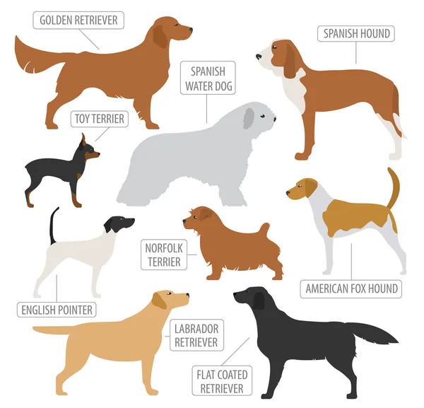 Caza perros razas colección aislada en blanco. Estilo plano — Vector de stock
