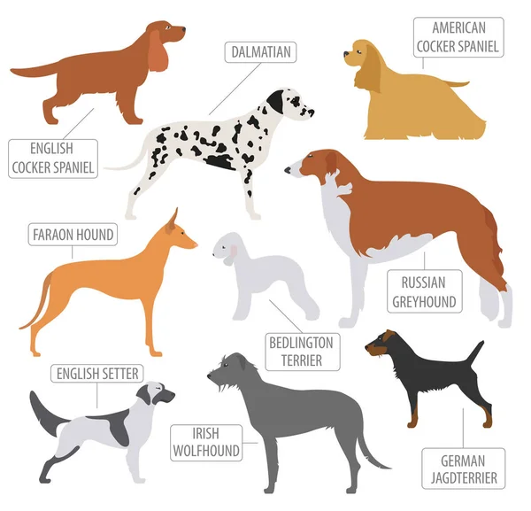 Hunting dog breeds collection isolated on white. Flat style — Stock Vector