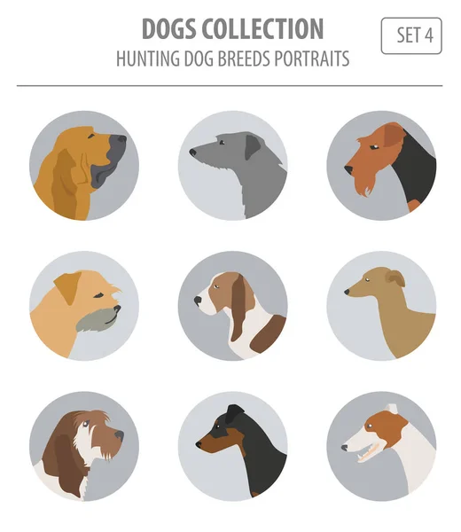 狩猎犬种上白色孤立的集合。平面样式 — 图库矢量图片