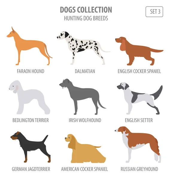 Κυνήγι dog φυλών συλλογή απομονωμένα σε λευκό. Επίπεδη στυλ — Διανυσματικό Αρχείο