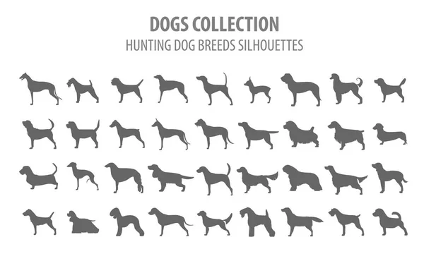 Hunting dog breeds collection isolated on white. Flat style — Stock Vector