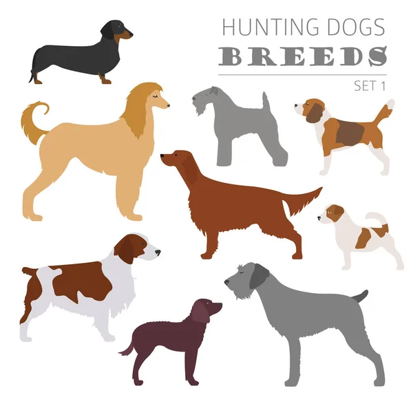 Caça cão raças coleção isolada em branco. Estilo plano —  Vetores de Stock