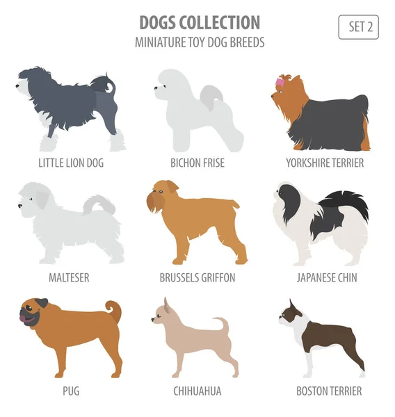 Minyatür oyuncak köpek ırkları beyaz izole koleksiyonu. Düz styl — Stok Vektör