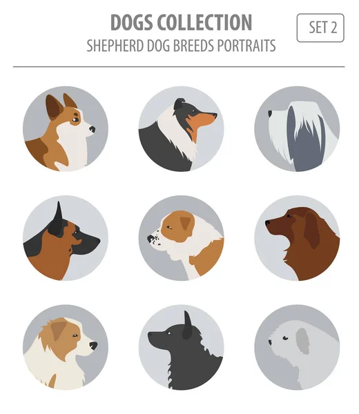 Razze di cani da pastore, collezione di cani da pastore isolati su bianco. Fla — Vettoriale Stock