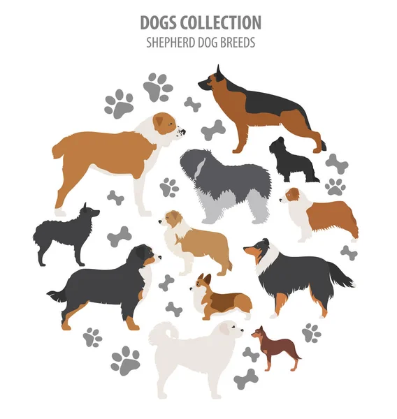 Razze di cani da pastore, collezione di cani da pastore isolati su bianco. Fla — Vettoriale Stock