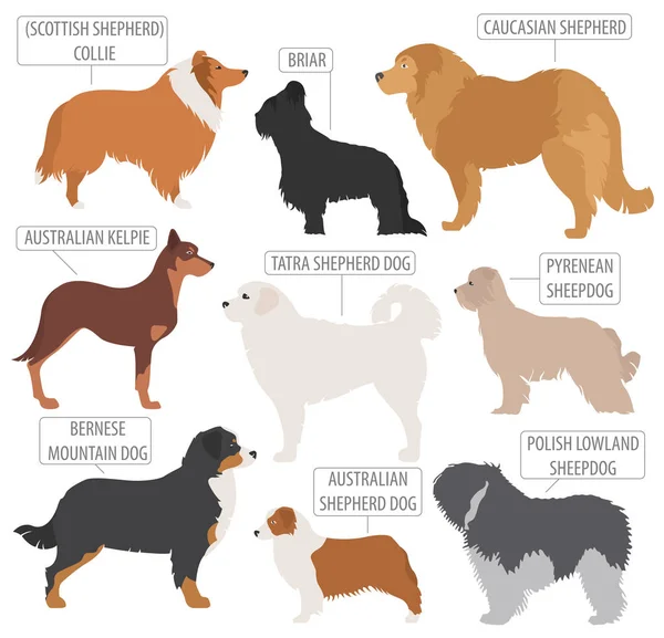 Shepherd dog breeds, sheepdogs collection isolated on white. Fla — Stock Vector