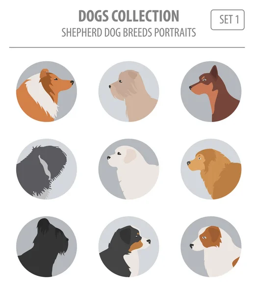 Races de chiens de berger, collection de chiens de berger isolé sur blanc. Fla — Image vectorielle