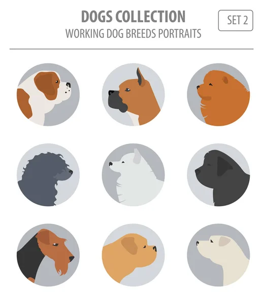 Pracovní (sledování) psí plemena kolekce izolované na bílém. Byt — Stockový vektor