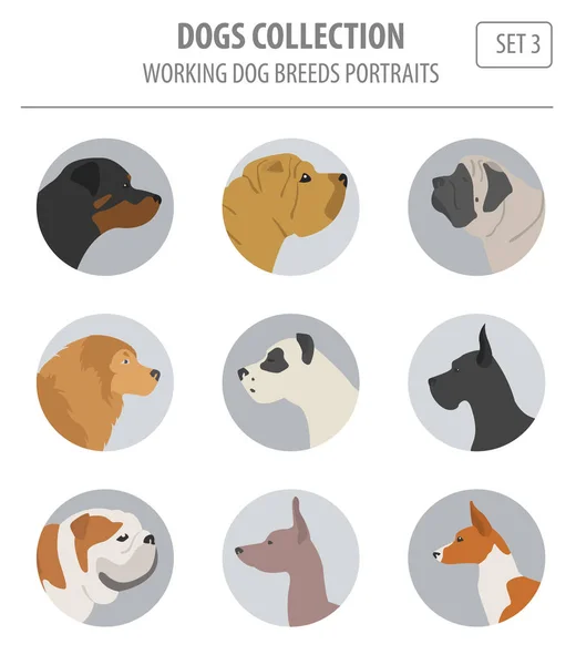 Trabajo (viendo) perros razas colección aislada en blanco. Plano — Archivo Imágenes Vectoriales