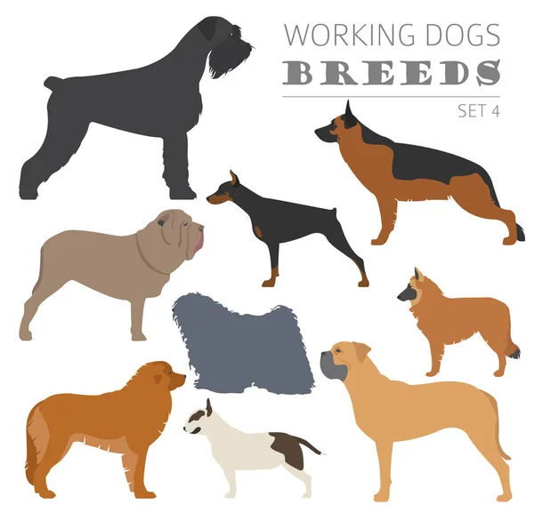Trabalho (assistindo) cão raças coleção isolada em branco. Plano — Vetor de Stock