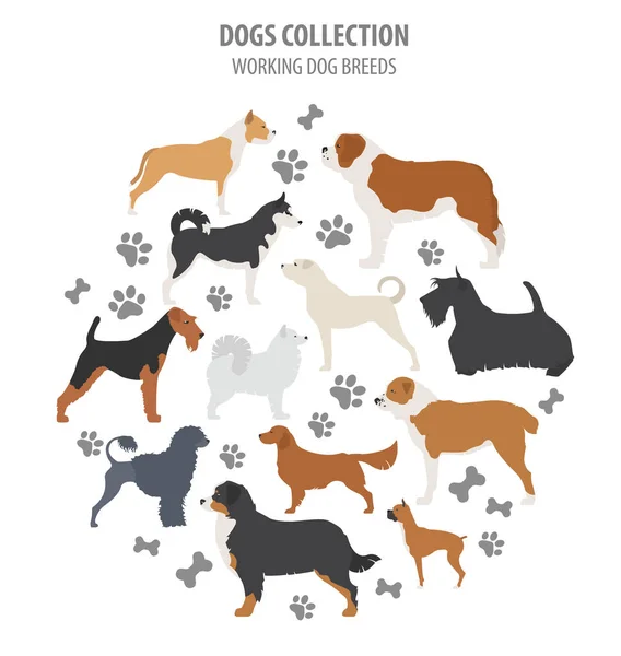 (見ている) 作業犬の品種コレクション白で隔離。フラット — ストックベクタ