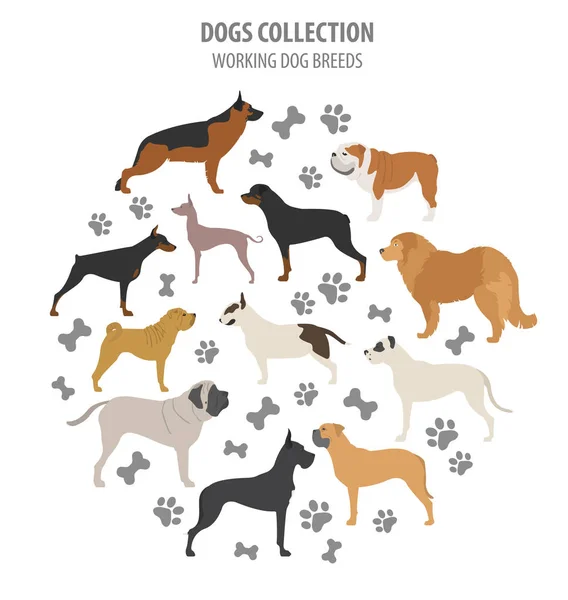 Εργασίας (παρακολούθηση) συλλογή φυλές σκυλιών απομονωθεί σε λευκό. Επίπεδη — Διανυσματικό Αρχείο