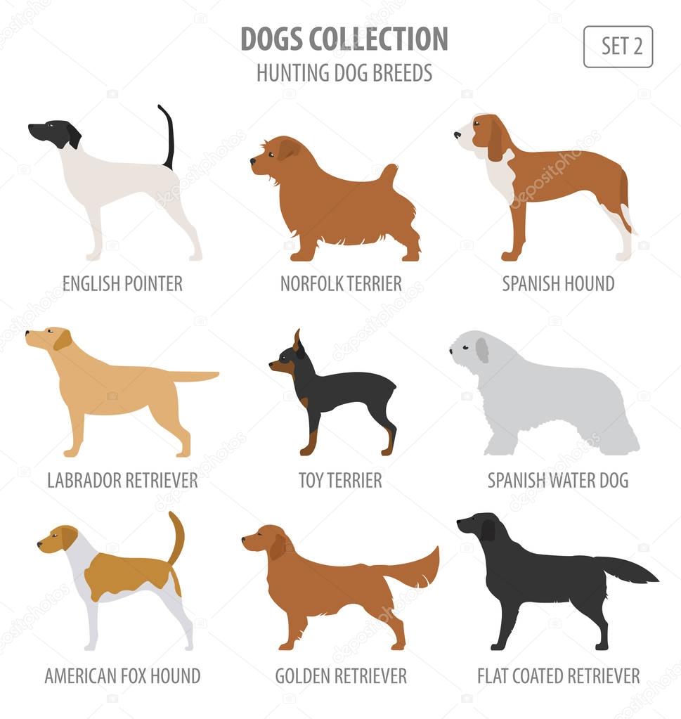 Hunting dog breeds collection isolated on white. Flat style