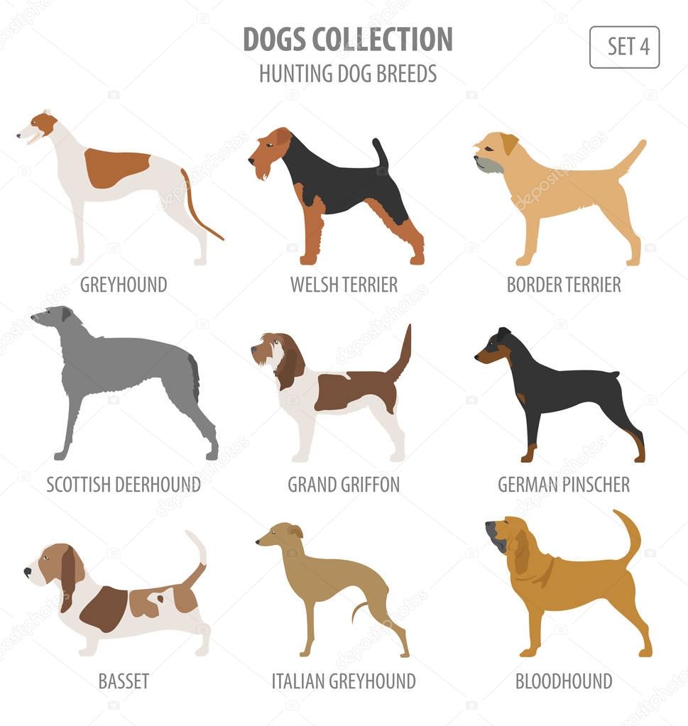 Hunting dog breeds collection isolated on white. Flat style