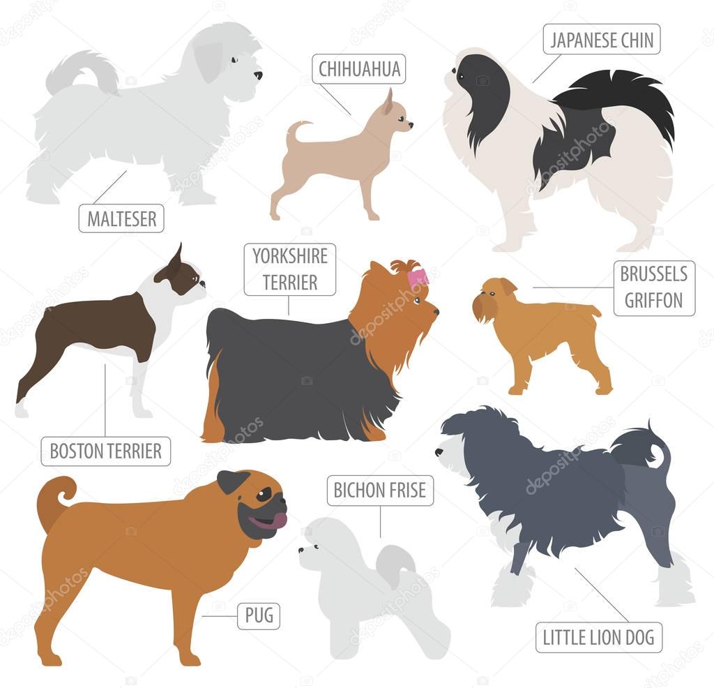 Miniature toy dog breeds collection isolated on white. Flat styl