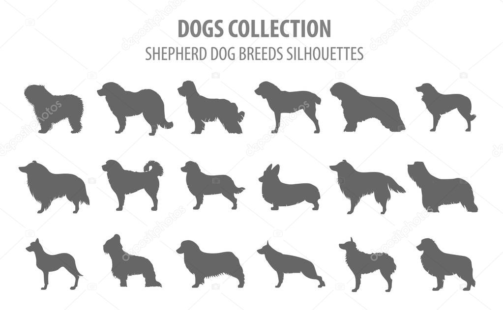 Shepherd dog breeds, sheepdogs collection isolated on white. Fla