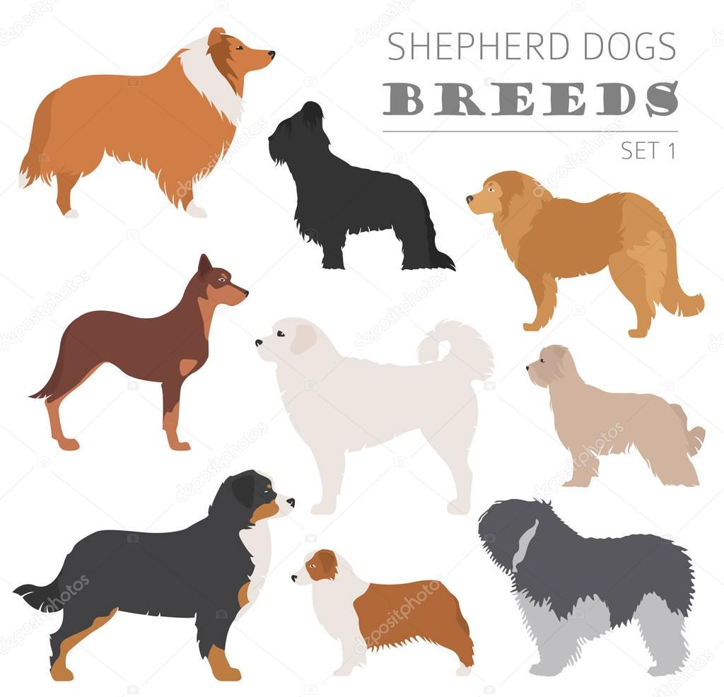 Shepherd dog breeds, sheepdogs collection isolated on white. Fla