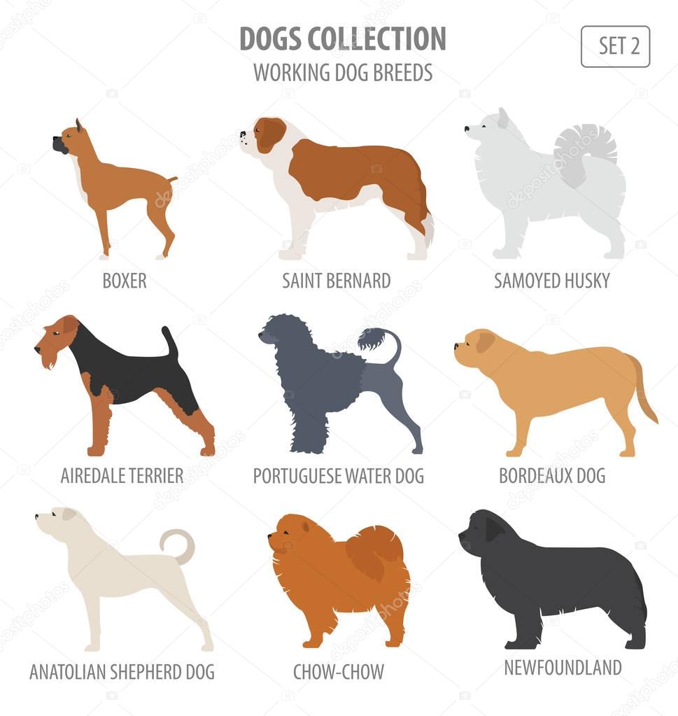 Working (watching) dog breeds collection isolated on white. Flat