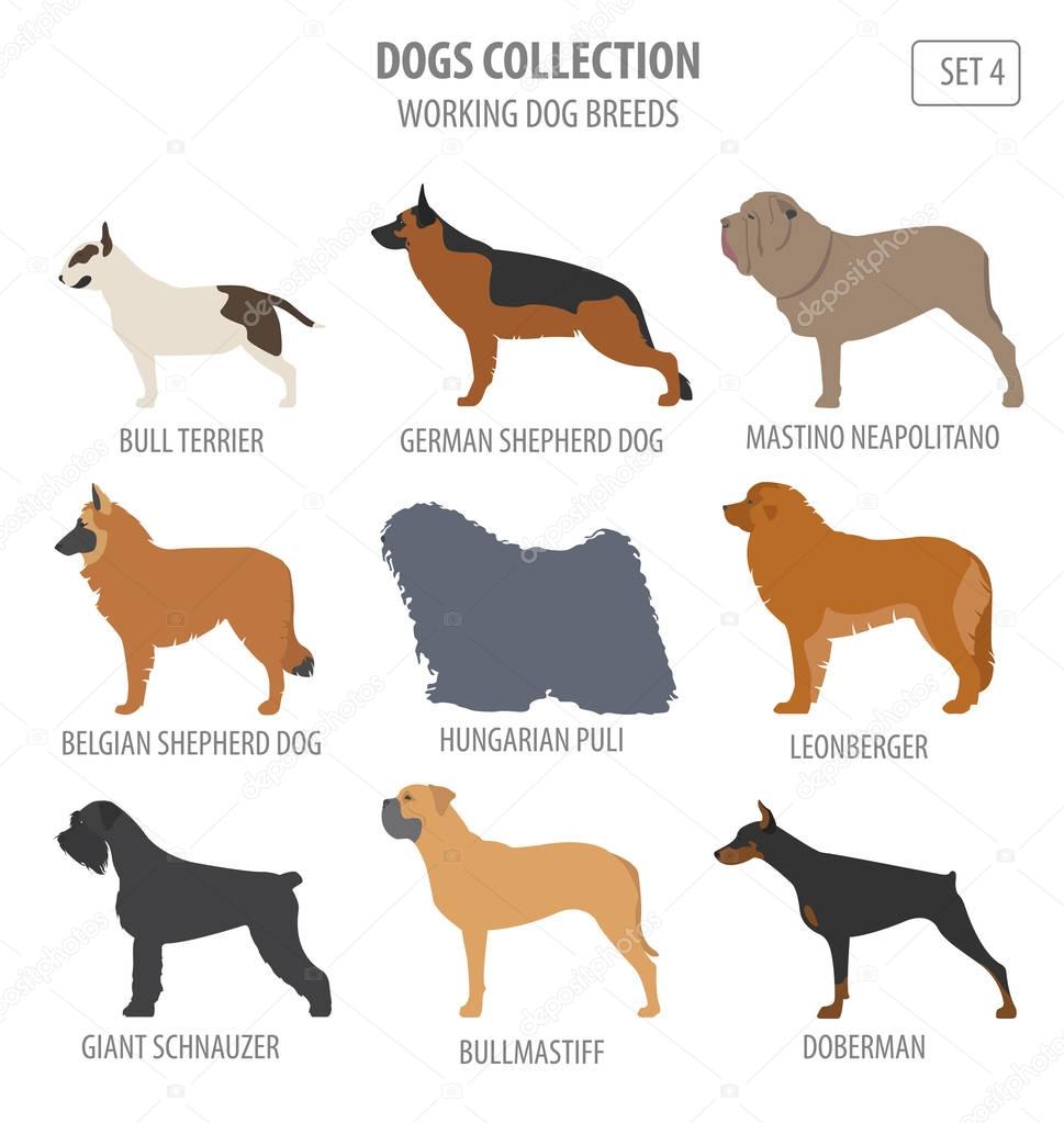 Working (watching) dog breeds collection isolated on white. Flat