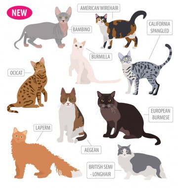 Simge seti düz stil üzerinde beyaz izole kedi doğurmak. Kendi INF oluşturmak