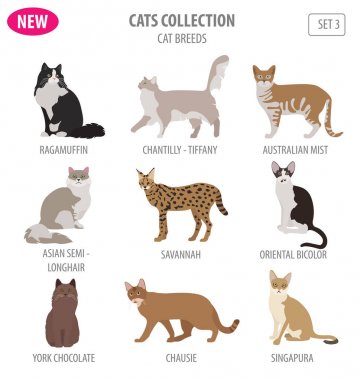 Simge seti düz stil üzerinde beyaz izole kedi doğurmak. Kendi INF oluşturmak