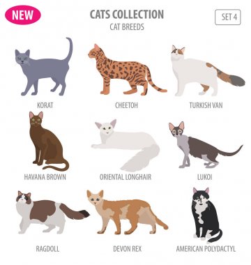 Simge seti düz stil üzerinde beyaz izole kedi doğurmak. Kendi INF oluşturmak
