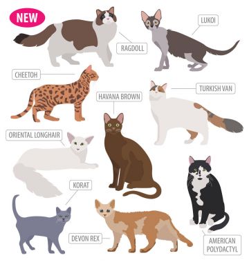 Simge seti düz stil üzerinde beyaz izole kedi doğurmak. Kendi INF oluşturmak