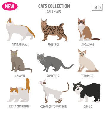 Simge seti düz stil üzerinde beyaz izole kedi doğurmak. Kendi INF oluşturmak