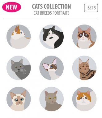 Simge seti düz stil üzerinde beyaz izole kedi doğurmak. Kendi INF oluşturmak