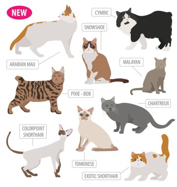 Simge seti düz stil üzerinde beyaz izole kedi doğurmak. Kendi INF oluşturmak