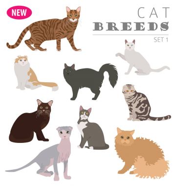 Simge seti düz stil üzerinde beyaz izole kedi doğurmak. Evcil hayvanlar hakkında kendi Infographic oluşturmak