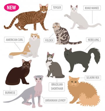 Simge seti düz stil üzerinde beyaz izole kedi doğurmak. Kendi INF oluşturmak