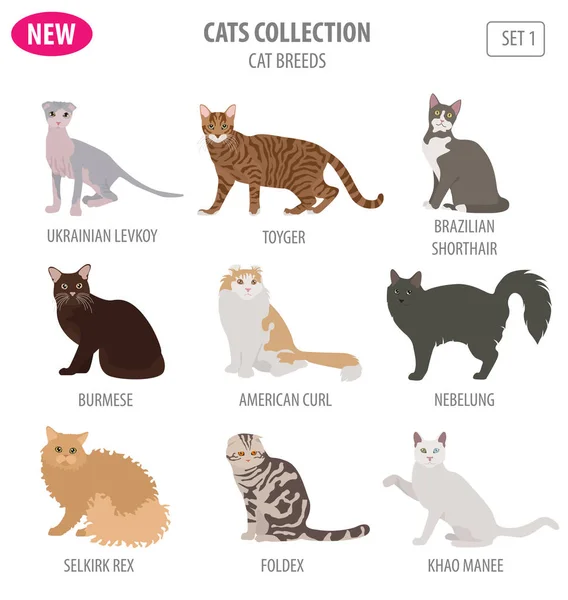 Gato razas icono conjunto de estilo plano aislado en blanco. Crear propio inf — Archivo Imágenes Vectoriales