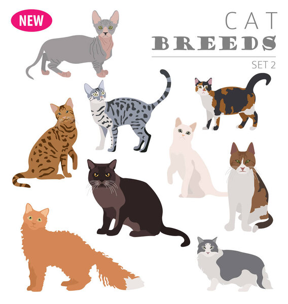 Cat breeds icon set flat style isolated on white. Create own inf