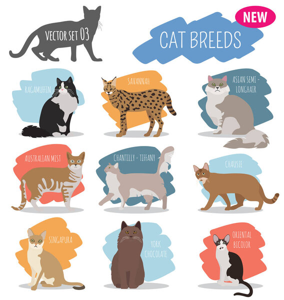Cat breeds icon set flat style isolated on white. Create own inf
