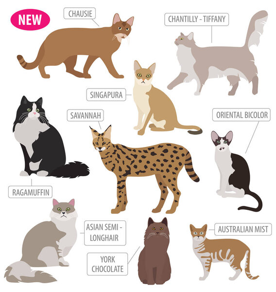 Cat breeds icon set flat style isolated on white. Create own inf