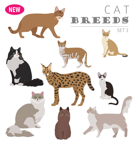 Cat breeds icon set flat style isolated on white. Create own inf