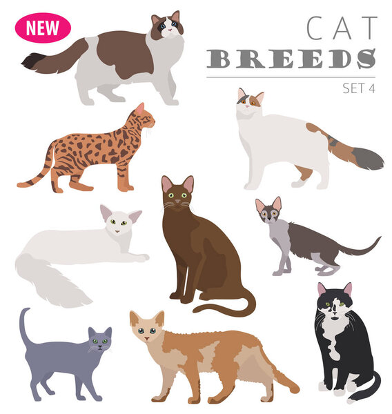 Cat breeds icon set flat style isolated on white. Create own inf