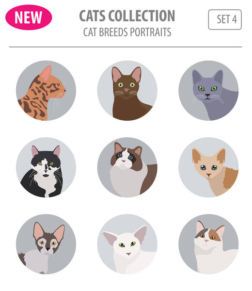 Cat breeds icon set flat style isolated on white. Create own inf